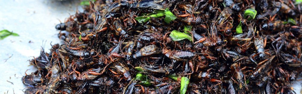 insectos