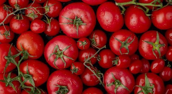 Tomate