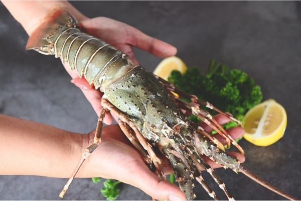 Bogavante fresco sostenido por unas manos