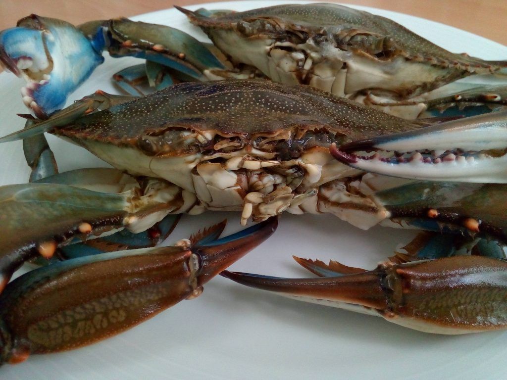 cangrejo azul crudo