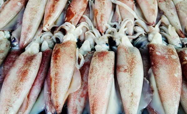 Chipirones frescos listos para cocinar