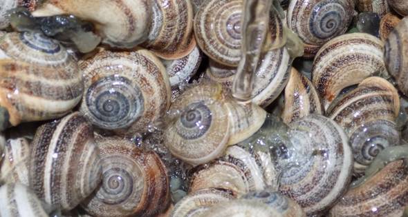 foto-del-paso-2-de-la-receta-caracoles-con-salsa