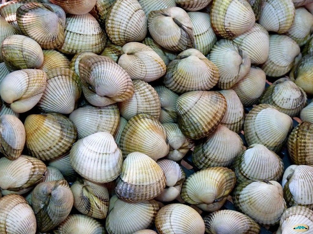berberecho-gallego