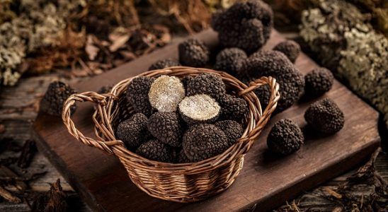 Trufa negra de Teruel