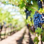 ¿Cuáles son los mejores vinos de Telmo Rodríguez?
