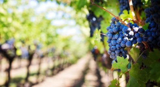 ¿Cuáles son los mejores vinos de Telmo Rodríguez?