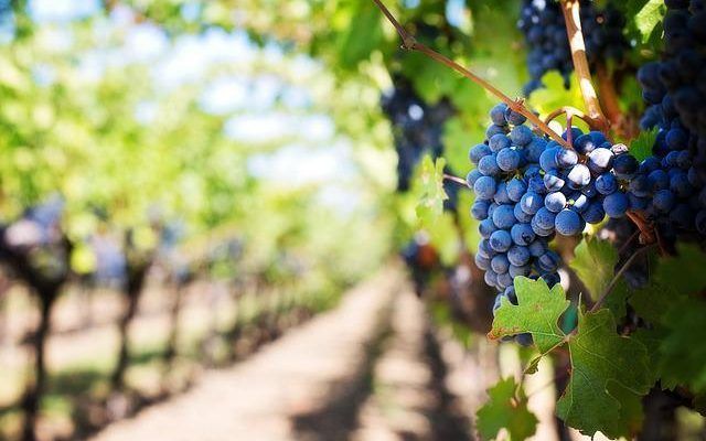 ¿Cuáles son los mejores vinos de Telmo Rodríguez?