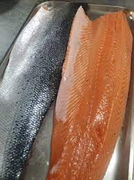 salmon