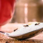Cómo prevenir que haya hormigas en la cocina