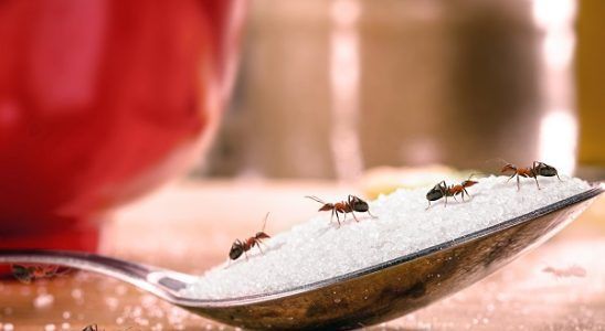 Cómo prevenir que haya hormigas en la cocina