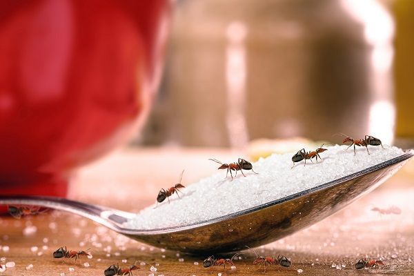 Cómo prevenir que haya hormigas en la cocina