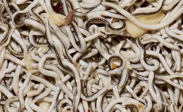 Gulas al ajillo haciéndose en la sartén