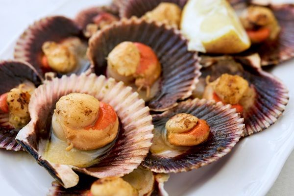 Vieiras preparadas para cocinar